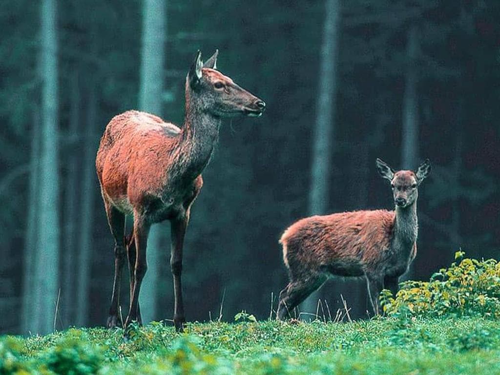 Im Tal der Rotwildes