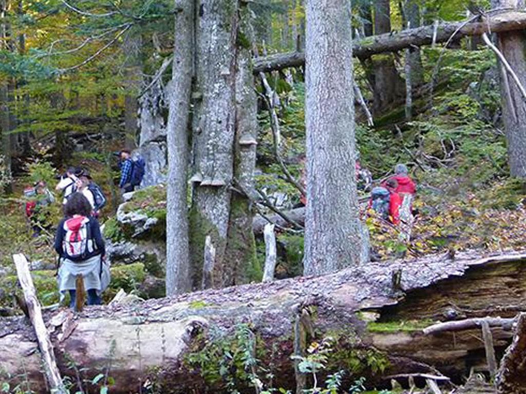 Am Weg zur Waldwildnis