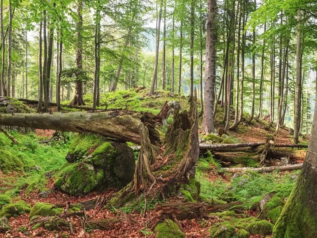 Eintauchen in urige Wälder