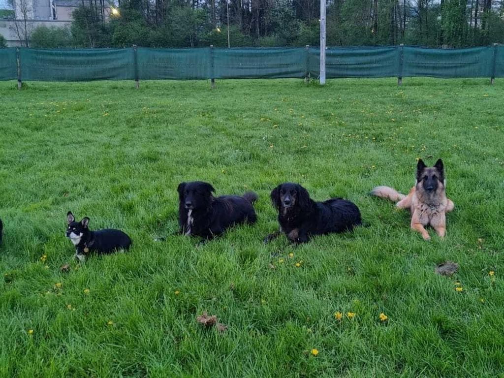 Sachkundenachweise Hundesportschule Neumarkt-Grieskirchen