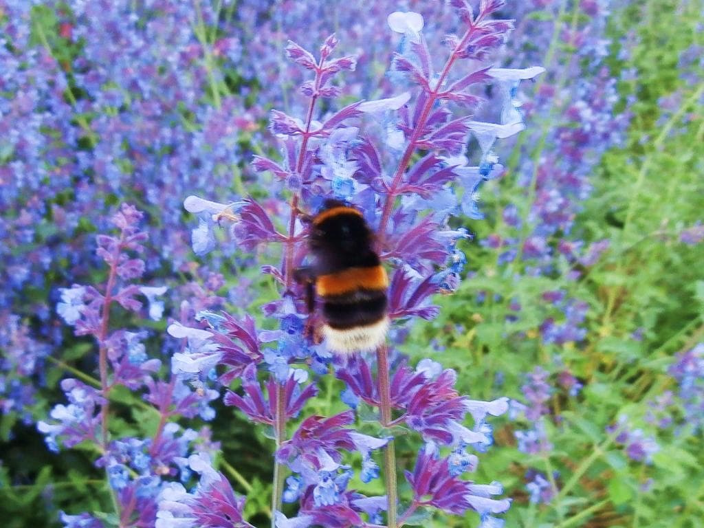 Kräuterwanderung: Wilde Kräuter sammeln im Hochsommer