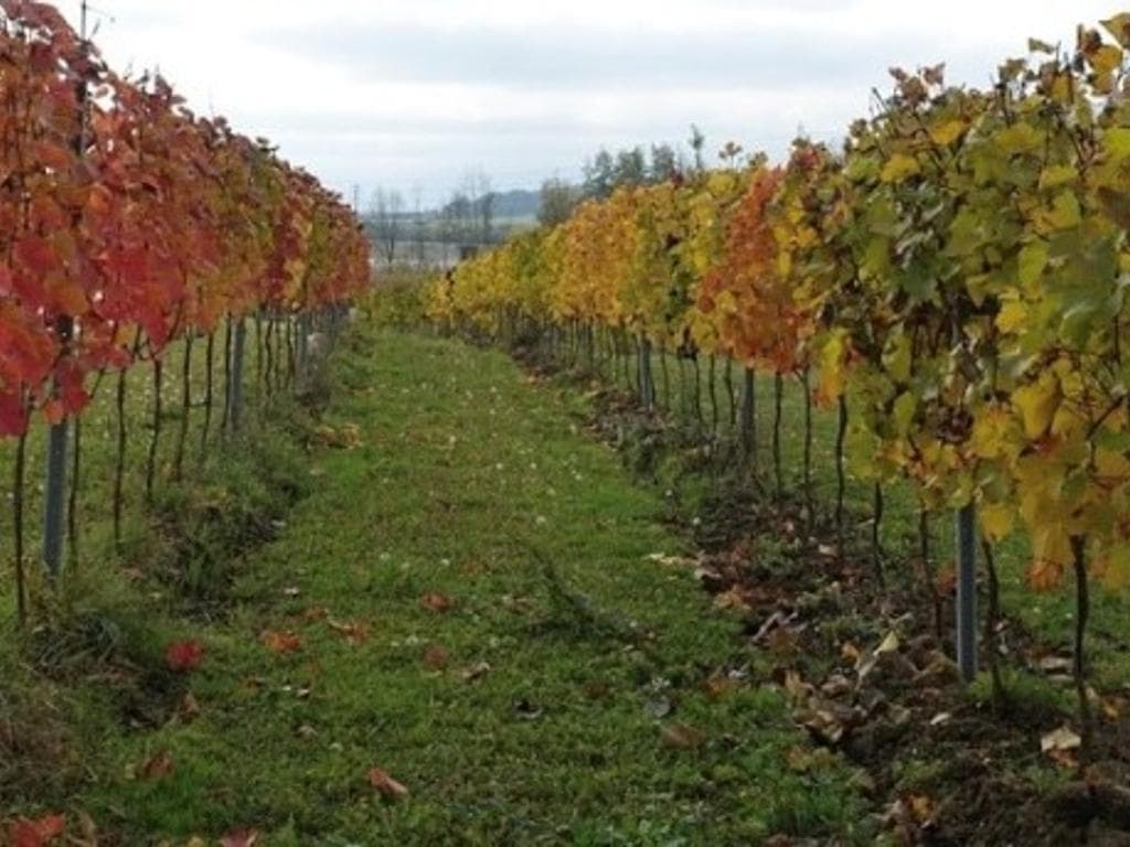 Die Gunst des Wandels – von Streuobst, Wein und dem Mut zu neuen Wegen!