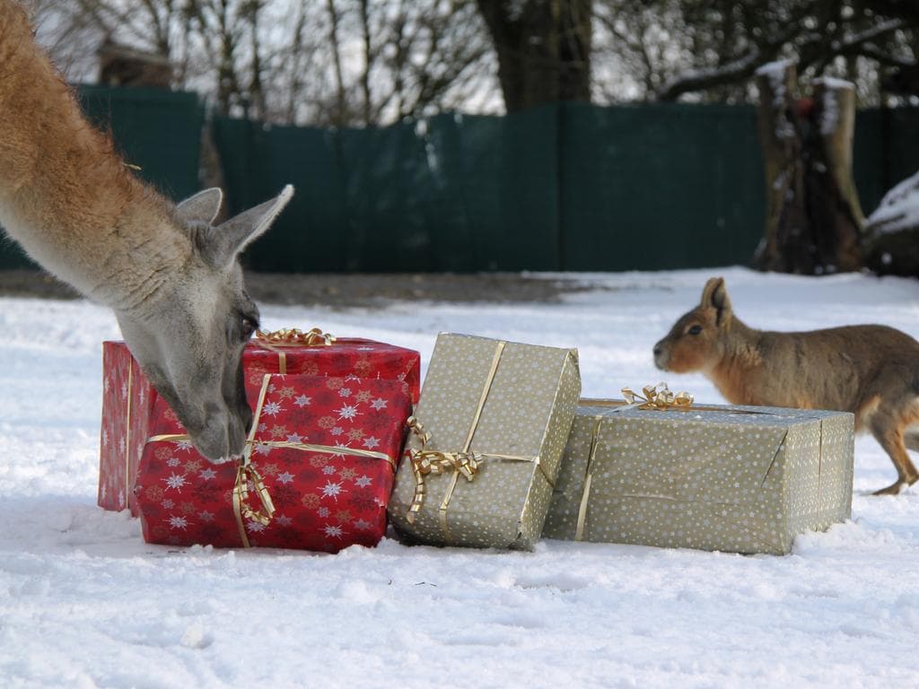 Weihnachten im Zoo