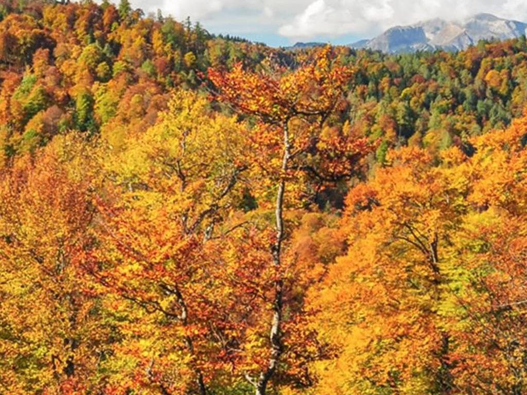 Das verlassene Tal - vom Bergbaugebiet zum Weltnaturerbe