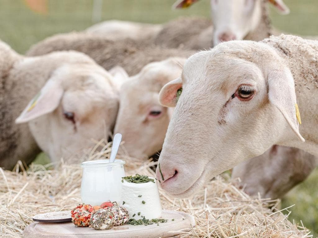 Von der Milch zum Käse - Führung | Verkostung