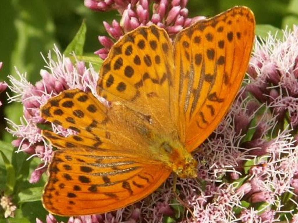 Fliegende Edelsteine - Tagfalter