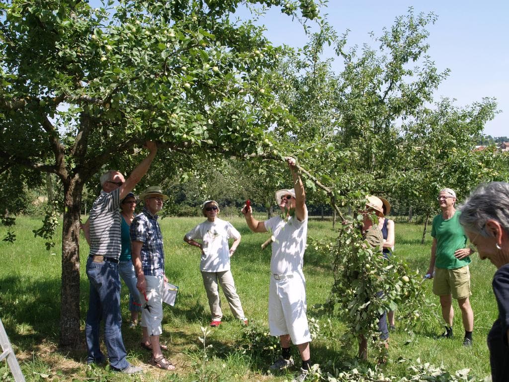 Schnitt von Obstbäumen im Sommer. Praktischer Baumschnittkurs