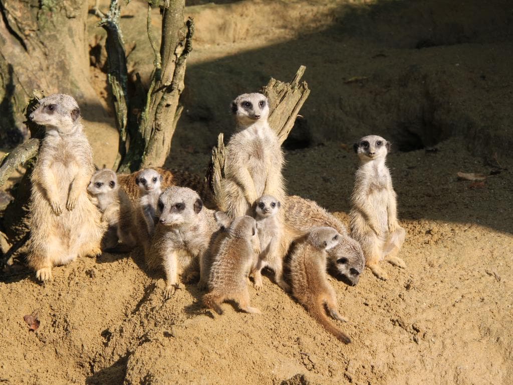 Ferien im Zoo