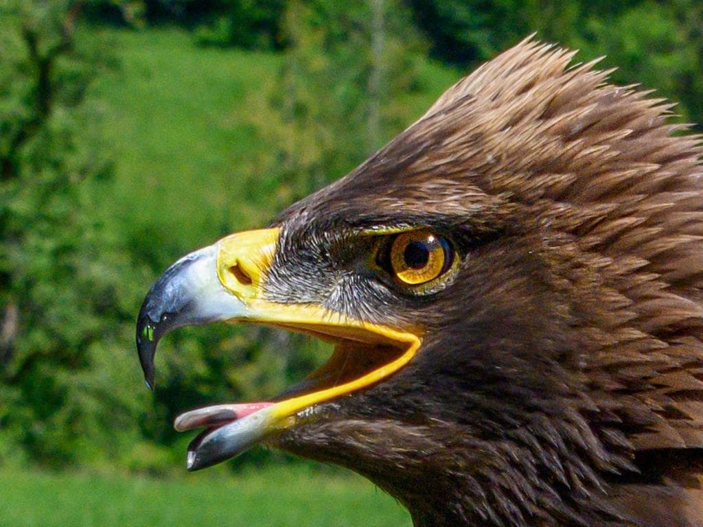 Greifvogel Erlebnis