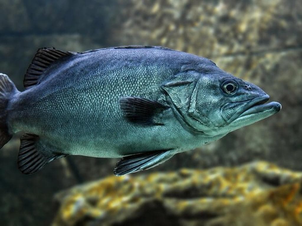 Fischzucht Seeache