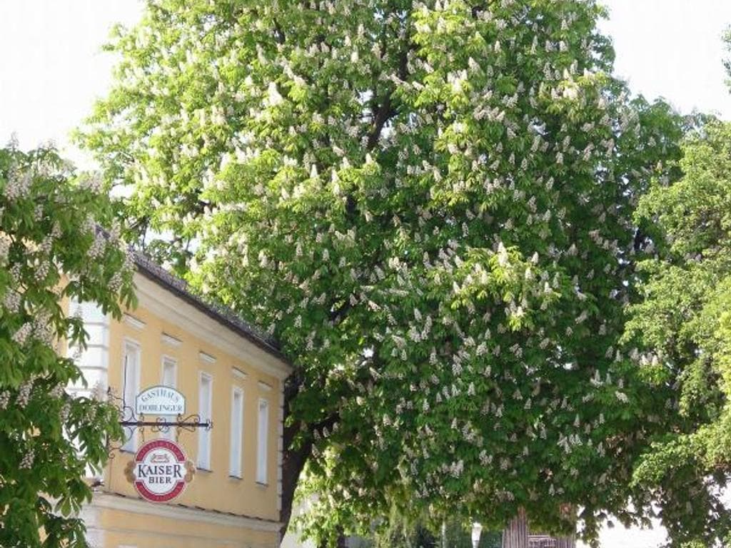 Gasthaus Doblinger